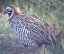 [Montezuma Quail]