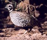 [Montezuma Quail]