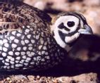 [Montezuma Quail]