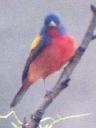 [Painted Bunting]