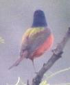 [Painted Bunting]