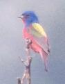 [Painted Bunting]