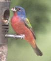 [Painted Bunting]