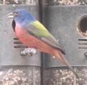 [Painted Bunting]