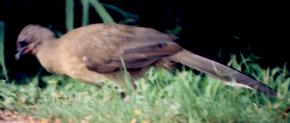 [Plain Chachalaca]