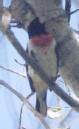 [Red-breasted Grosbeak]