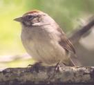 [Rufous-crowned Sparrow]