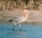 [Reddish Egret]