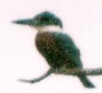 [Ringed Kingfisher]