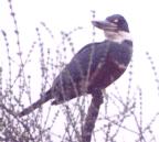 [Ringed Kingfisher]