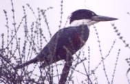 [Ringed Kingfisher]