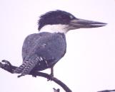 [Ringed Kingfisher]