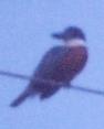 [Ringed Kingfisher]