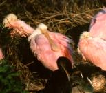 [Roseate Spoonbill]