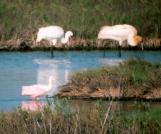 [Roseate Spoonbill, Whooping Crane]