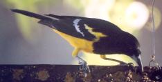 [Scott's Oriole]