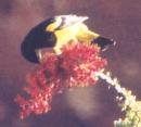 [Scott's Oriole]