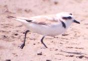 [Snowy Plover]