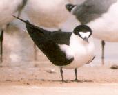 [Sooty Tern]