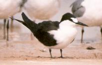 [Sooty Tern]