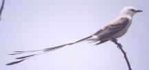 [Scissor-tailed Flycatcher]