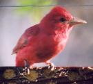 [Summer Tanager male]