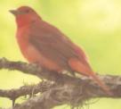 [Summer Tanager]