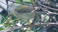 [Tennessee Warbler]