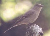 [Townsend's Solitaire]