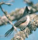 [Tufted Titmouse]