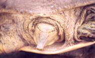 [Soft-shell Turtle]