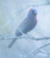 [Varied Bunting]