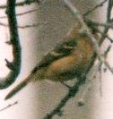 [White-collared Seedeater]