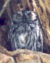 [Western Screech Owl]