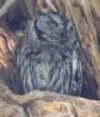 [Western Screech Owl]