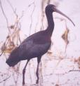 [White-faced Ibis]