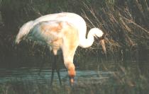 [Whooping Crane]