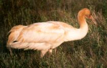 [Whooping Crane]