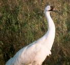 [Whooping Crane]