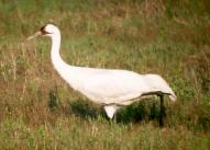 [Whooping Crane]