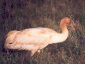 [Whooping Crane]