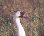 [Whooping Crane]