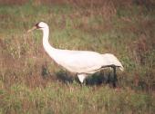 [Whooping Crane]