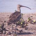 [Whimbrel]