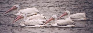 [White Pelican]