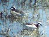 [Wilson's Phalarope]