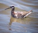 [Wilson's Phalarope]