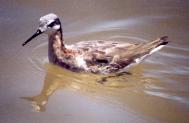 [Wilson's Phalarope]