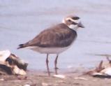 [Wilson's Plover]