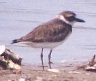 [Wilson's Plover]